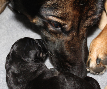 Azog z Glaurung german shepherd 1 day old son of irmus galan nalag